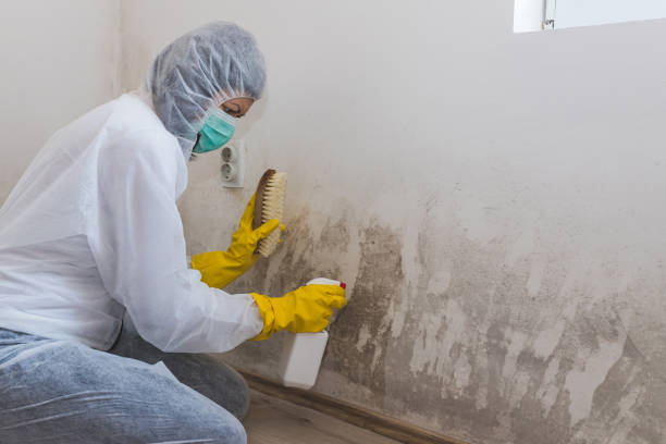 Home Mold Removal in Richland Hills, TX