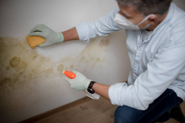 Best Attic Mold Removal  in Richland Hills, TX