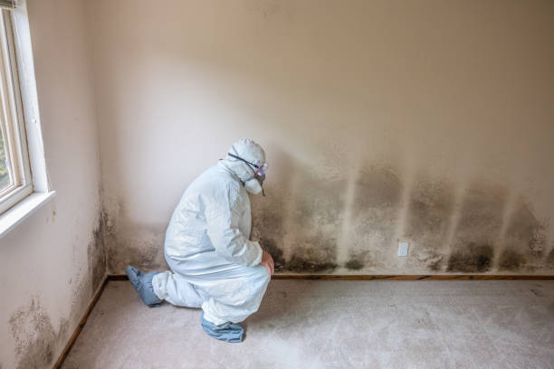 Certified Mold Removal in Richland Hills, TX